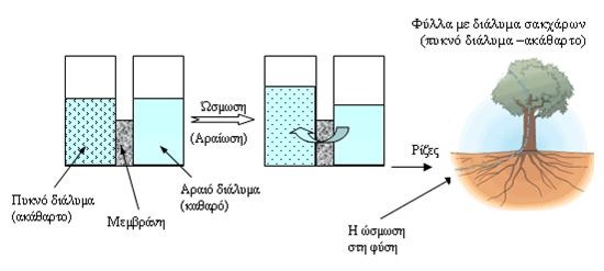 osm1